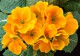 The Freshest Flowers Screensaver 1.0