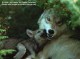 The Great Gray Wolf 1.3