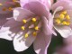 The Onion Flower Screensaver 1.0