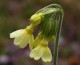 The Oxlip Screensaver 1.0