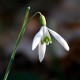 The Snowdrop Screensaver 1.1