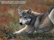The Wolves of Denali 1.3