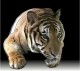 Tiger Privacy 0.7.3