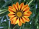 Treasure Flower Screensaver 1.0