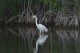 Tropical Birds ScreenSaver 1.0 Tropical Birds ScreenSaver 1.0