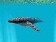 Underwater World 3D Screensaver 1.01.1