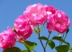 Velvet roses screensaver 1