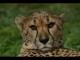 Wild Animals 2007 1.00