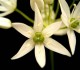 Wild Garlic Flowers Screensaver 1.0