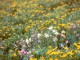 Wildflower Meadows 2.0