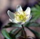 Windflower Screensaver 1.0