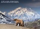 Wonders of Denali National Park 1.3