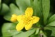 Yellow Buttercup Screensaver 1.0