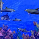 3D Dolphin Reef 1.0 screenshot
