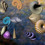 3D Sea Shells 1.0 screenshot