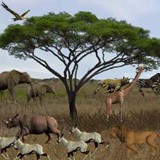 3D Serengeti Safari 1.0 screenshot