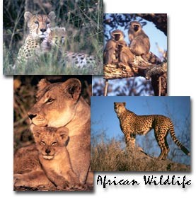 African Wildlife Screen Saver 1.0 screenshot