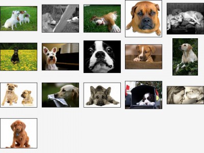 Doggone Doggies Screensaver 1.0 screenshot
