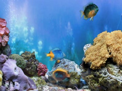 FP :: Amazing 3D Aquarium ADD-on  :: Chrysiptera - 1.00 screenshot