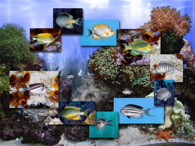 FP :: Amazing 3D Aquarium ADD-on  :: Genicanthus F 1.00 screenshot