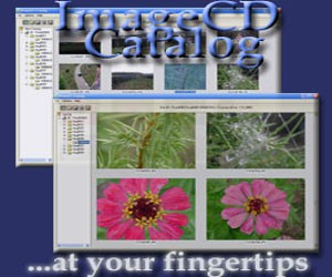 ImageCD Catalog 3.2 screenshot