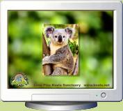Koala Screen Saver 2.0 screenshot