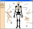 Skeleton - Bone Builder v1.2 screenshot