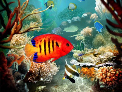 Tropical Fish 3D Screensaver 1.3 screenshot