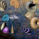 3D Sea Shells