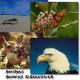 Amazing Animals Screen Saver