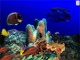 Aquatica 3D Fish Screen Saver