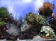 AR :: Amazing 3D Aquarium ADD-on  ::  Coral Landsc