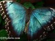 Butterflies of the World Screen Saver and Wallpape